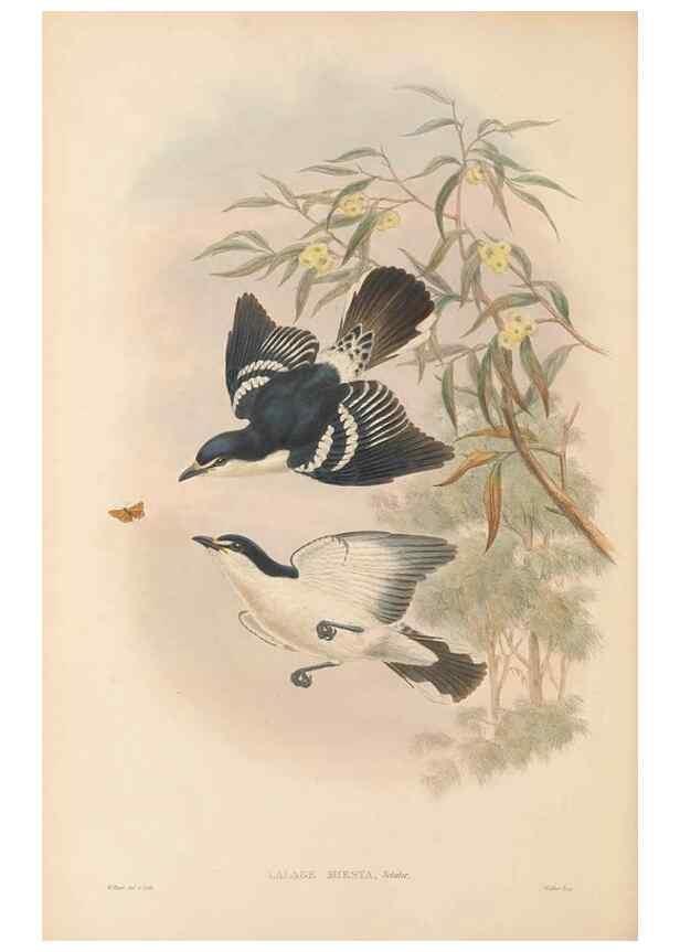 Reproducción/Reproduction 48765996241: The birds of New Guinea and the adjacent Papuan islands. London :Henry Sotheran & Co.,1875-1888.. 