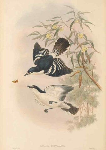 Reproducción/Reproduction 48765996241: The birds of New Guinea and the adjacent Papuan islands. London :Henry Sotheran & Co.,1875-1888.. 