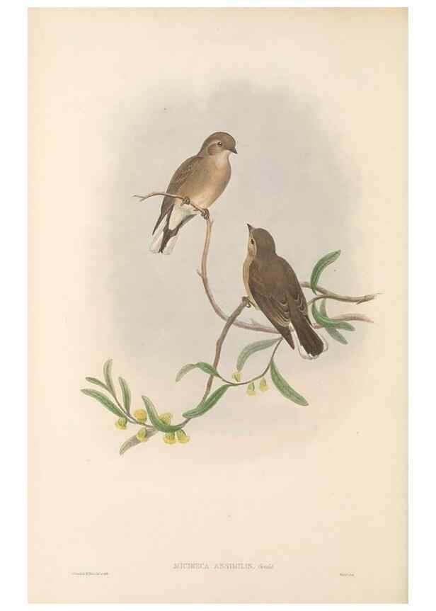 Reproducción/Reproduction 48765667118: The birds of New Guinea and the adjacent Papuan islands. London :Henry Sotheran & Co.,1875-1888.. 