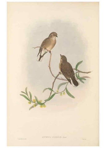 Reproducción/Reproduction 48765667118: The birds of New Guinea and the adjacent Papuan islands. London :Henry Sotheran & Co.,1875-1888.. 