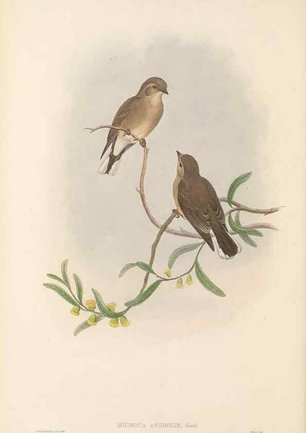 Reproducción/Reproduction 48765667118: The birds of New Guinea and the adjacent Papuan islands. London :Henry Sotheran & Co.,1875-1888.. 