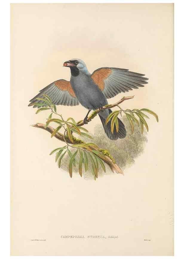 Reproducción/Reproduction 48766191532: The birds of New Guinea and the adjacent Papuan islands. London :Henry Sotheran & Co.,1875-1888.. 