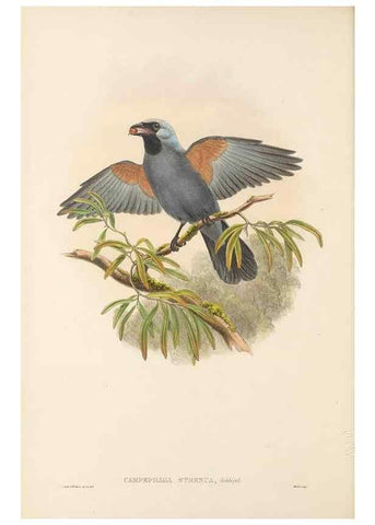 Reproducción/Reproduction 48766191532: The birds of New Guinea and the adjacent Papuan islands. London :Henry Sotheran & Co.,1875-1888.. 
