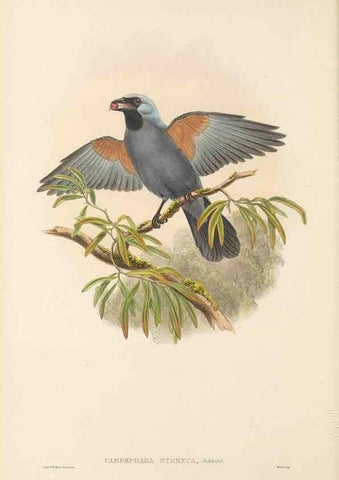 Reproducción/Reproduction 48766191532: The birds of New Guinea and the adjacent Papuan islands. London :Henry Sotheran & Co.,1875-1888.. 