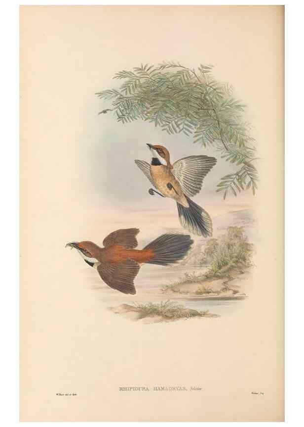 Reproducción/Reproduction 48765675133: The birds of New Guinea and the adjacent Papuan islands. London :Henry Sotheran & Co.,1875-1888.. 