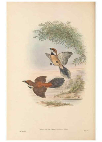 Reproducción/Reproduction 48765675133: The birds of New Guinea and the adjacent Papuan islands. London :Henry Sotheran & Co.,1875-1888.. 