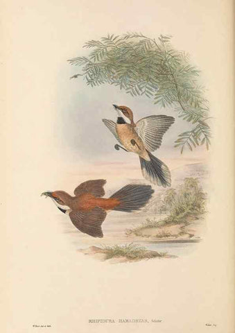 Reproducción/Reproduction 48765675133: The birds of New Guinea and the adjacent Papuan islands. London :Henry Sotheran & Co.,1875-1888.. 