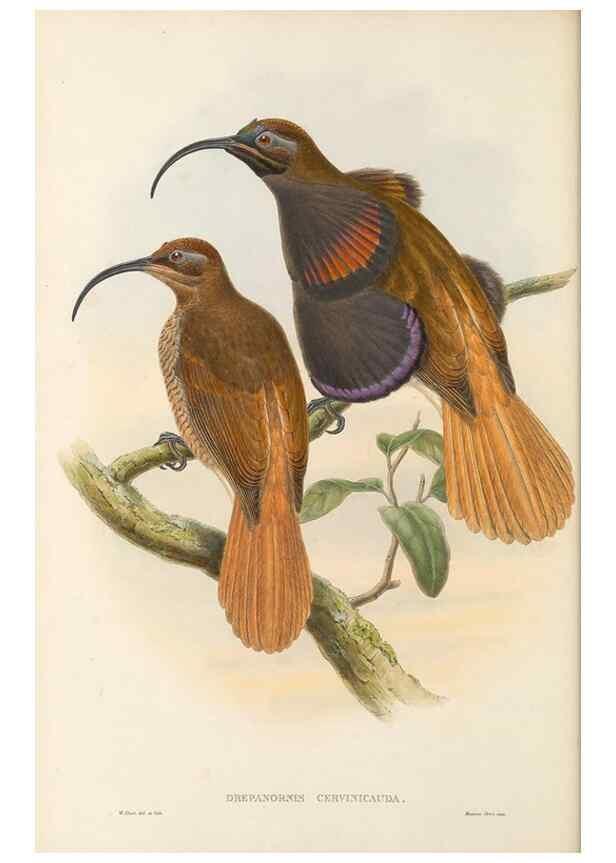 Reproducción/Reproduction 48765880966: The birds of New Guinea and the adjacent Papuan islands. London :Henry Sotheran & Co.,1875-1888.. 