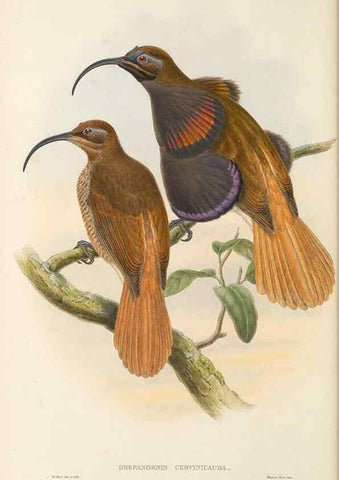Reproducción/Reproduction 48765880966: The birds of New Guinea and the adjacent Papuan islands. London :Henry Sotheran & Co.,1875-1888.. 