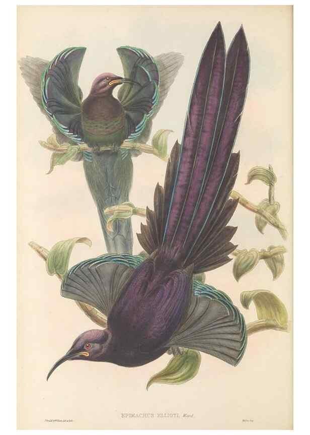 Reproducción/Reproduction 48766080477: The birds of New Guinea and the adjacent Papuan islands. London :Henry Sotheran & Co.,1875-1888.. 