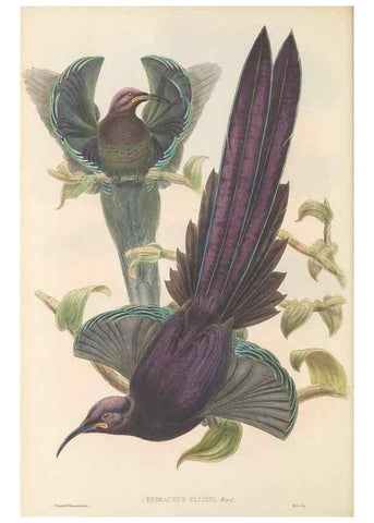 Reproducción/Reproduction 48766080477: The birds of New Guinea and the adjacent Papuan islands. London :Henry Sotheran & Co.,1875-1888.. 