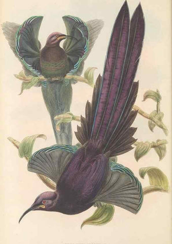 Reproducción/Reproduction 48766080477: The birds of New Guinea and the adjacent Papuan islands. London :Henry Sotheran & Co.,1875-1888.. 