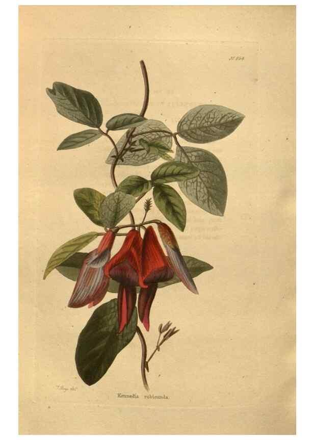 Reproducción/Reproduction 48755196063: The botanical cabinet. London :John & Arthur Arch ...,1817-1833.. 