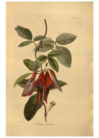 Reproducción/Reproduction 48755196063: The botanical cabinet. London :John & Arthur Arch ...,1817-1833.. 