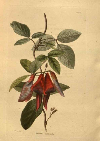 Reproducción/Reproduction 48755196063: The botanical cabinet. London :John & Arthur Arch ...,1817-1833.. 