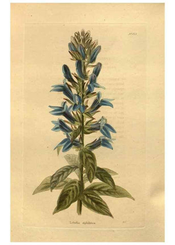 Reproducción/Reproduction 48755515926: The botanical cabinet. London :John & Arthur Arch ...,1817-1833.. 