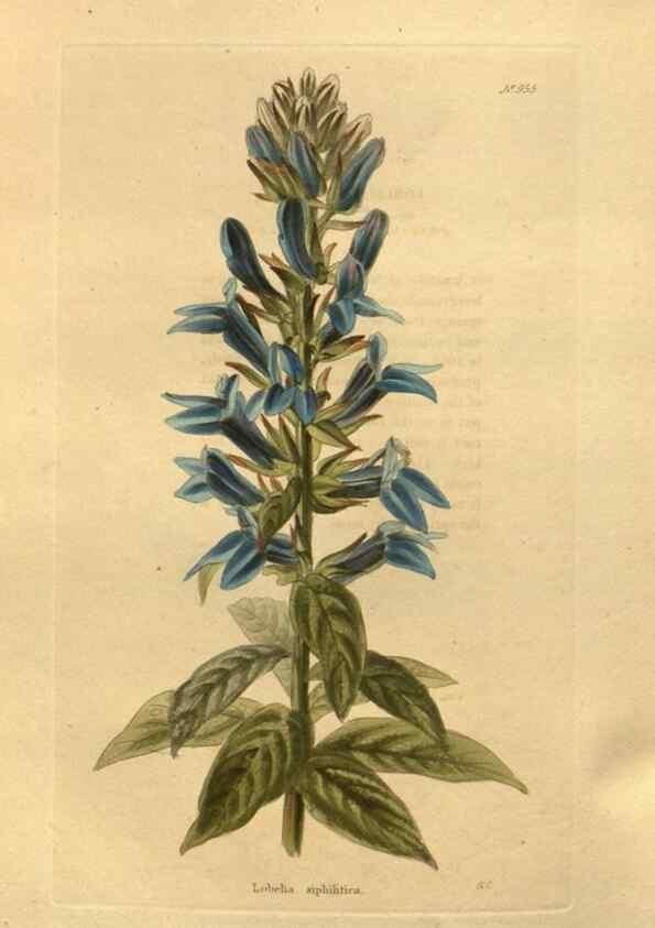 Reproducción/Reproduction 48755515926: The botanical cabinet. London :John & Arthur Arch ...,1817-1833.. 