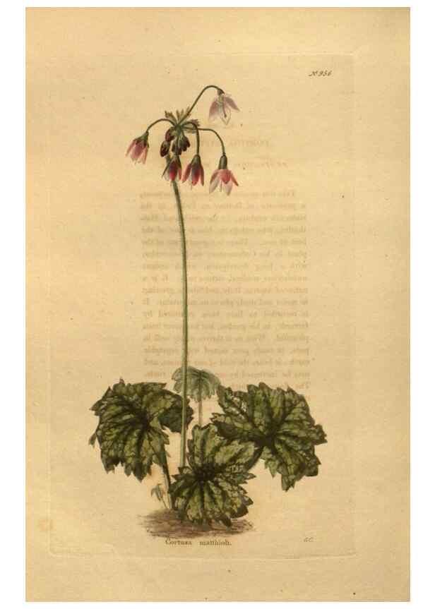 Reproducción/Reproduction 48755517006: The botanical cabinet. London :John & Arthur Arch ...,1817-1833.. 