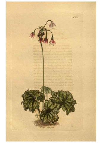 Reproducción/Reproduction 48755517006: The botanical cabinet. London :John & Arthur Arch ...,1817-1833.. 