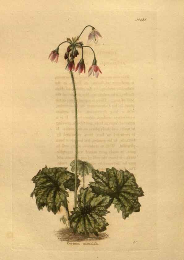 Reproducción/Reproduction 48755517006: The botanical cabinet. London :John & Arthur Arch ...,1817-1833.. 
