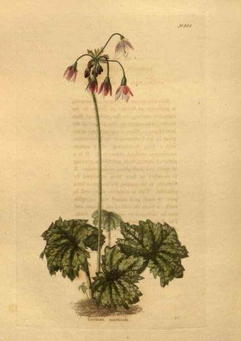 Reproducción/Reproduction 48755517006: The botanical cabinet. London :John & Arthur Arch ...,1817-1833.. 