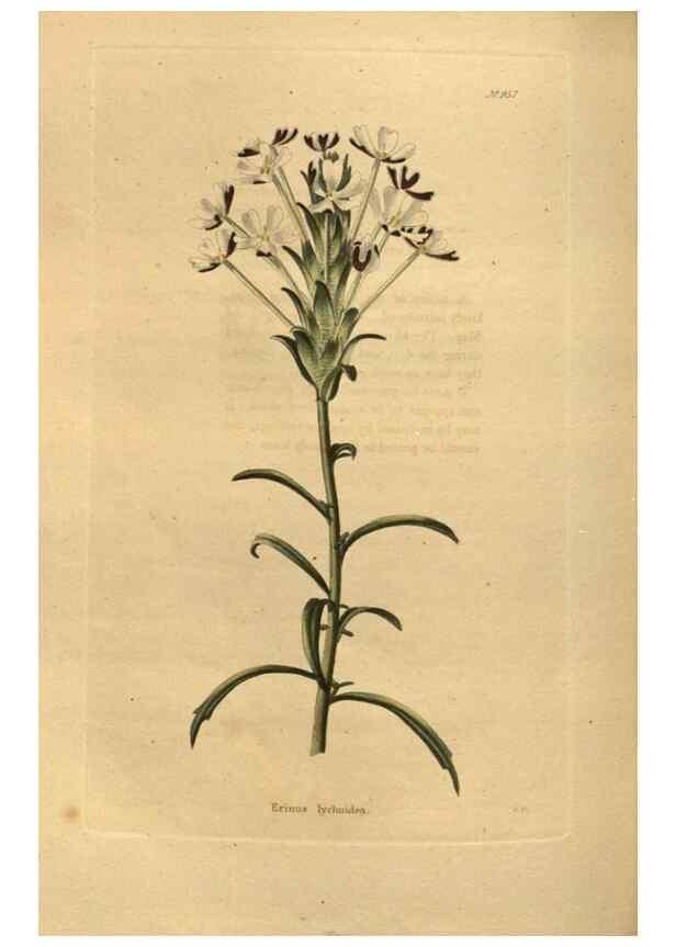Reproducción/Reproduction 48755198003: The botanical cabinet. London :John & Arthur Arch ...,1817-1833.. 