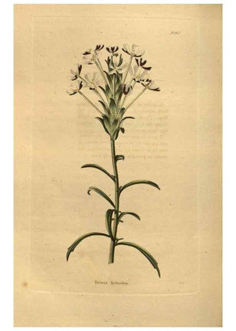 Reproducción/Reproduction 48755198003: The botanical cabinet. London :John & Arthur Arch ...,1817-1833.. 