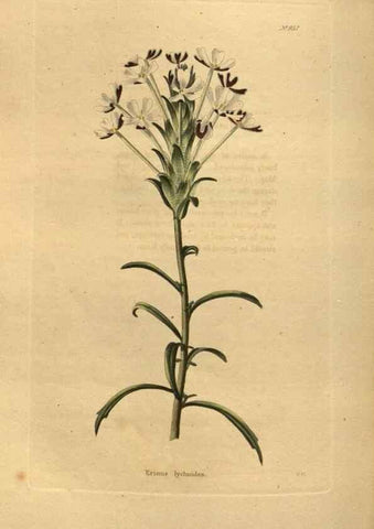 Reproducción/Reproduction 48755198003: The botanical cabinet. London :John & Arthur Arch ...,1817-1833.. 