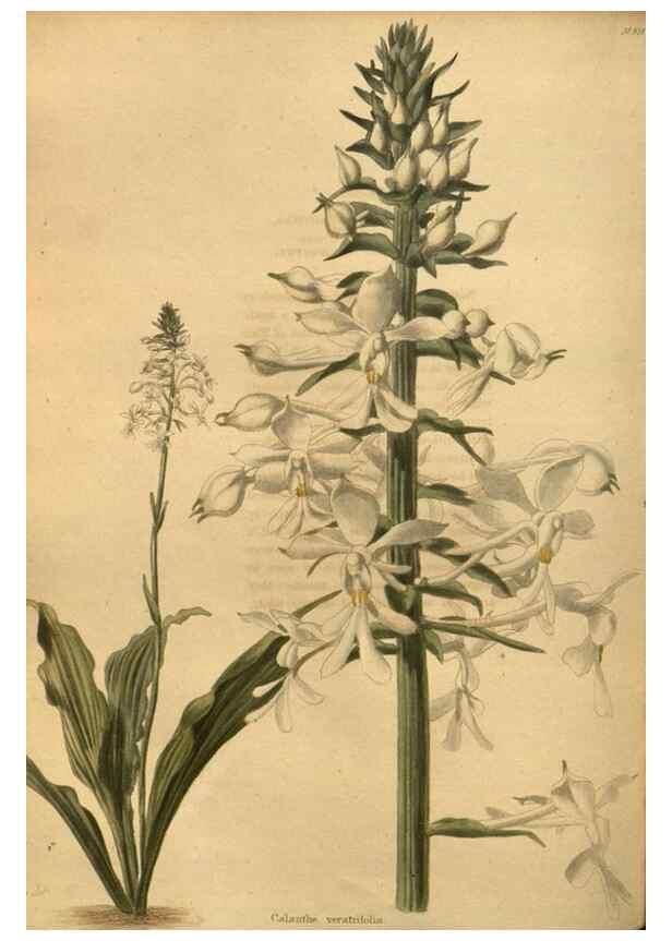 Reproducción/Reproduction 48755198428: The botanical cabinet. London :John & Arthur Arch ...,1817-1833.. 
