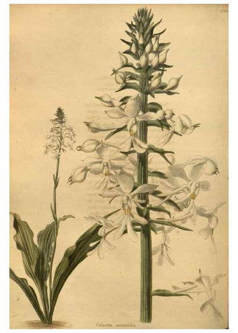 Reproducción/Reproduction 48755198428: The botanical cabinet. London :John & Arthur Arch ...,1817-1833.. 
