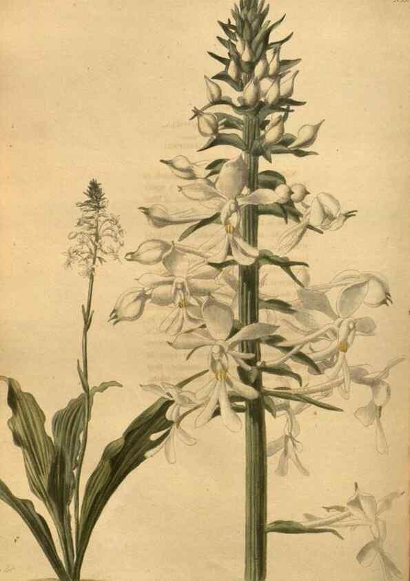 Reproducción/Reproduction 48755198428: The botanical cabinet. London :John & Arthur Arch ...,1817-1833.. 