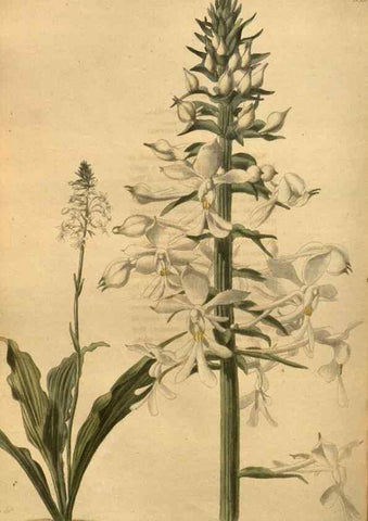 Reproducción/Reproduction 48755198428: The botanical cabinet. London :John & Arthur Arch ...,1817-1833.. 