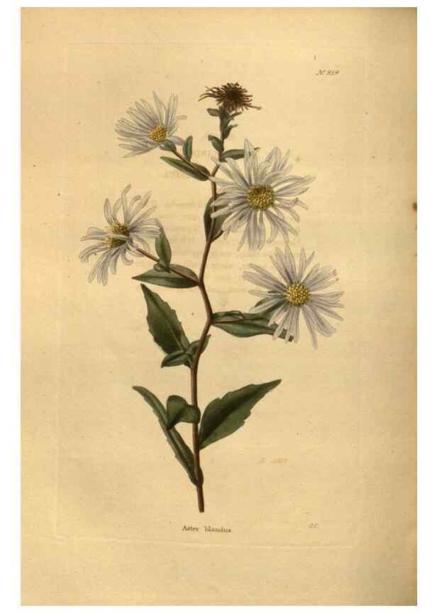 Reproducción/Reproduction 48755198948: The botanical cabinet. London :John & Arthur Arch ...,1817-1833.. 