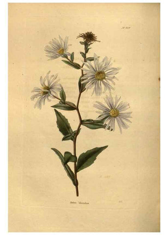 Reproducción/Reproduction 48755198948: The botanical cabinet. London :John & Arthur Arch ...,1817-1833.. 