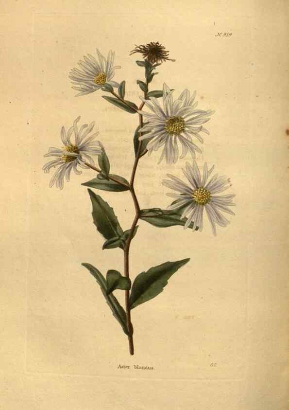 Reproducción/Reproduction 48755198948: The botanical cabinet. London :John & Arthur Arch ...,1817-1833.. 