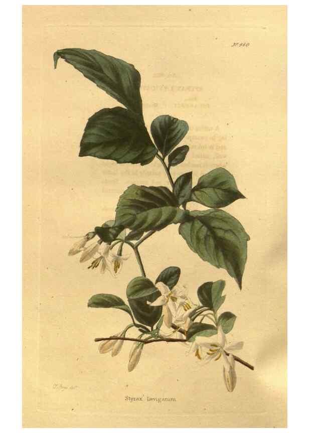 Reproducción/Reproduction 48755518906: The botanical cabinet. London :John & Arthur Arch ...,1817-1833.. 
