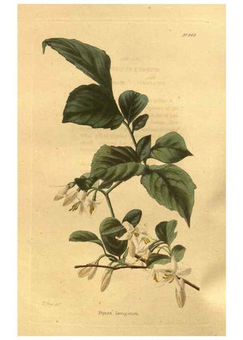 Reproducción/Reproduction 48755518906: The botanical cabinet. London :John & Arthur Arch ...,1817-1833.. 