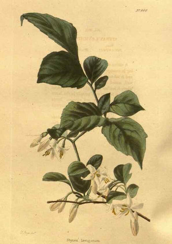 Reproducción/Reproduction 48755518906: The botanical cabinet. London :John & Arthur Arch ...,1817-1833.. 