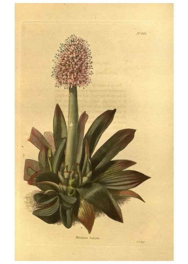 Reproducción/Reproduction 48755199623: The botanical cabinet. London :John & Arthur Arch ...,1817-1833.. 