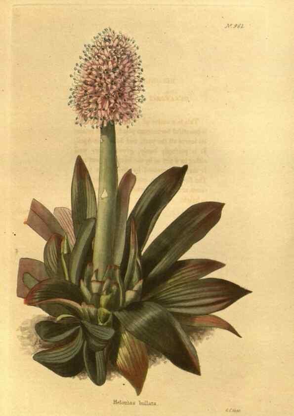 Reproducción/Reproduction 48755199623: The botanical cabinet. London :John & Arthur Arch ...,1817-1833.. 