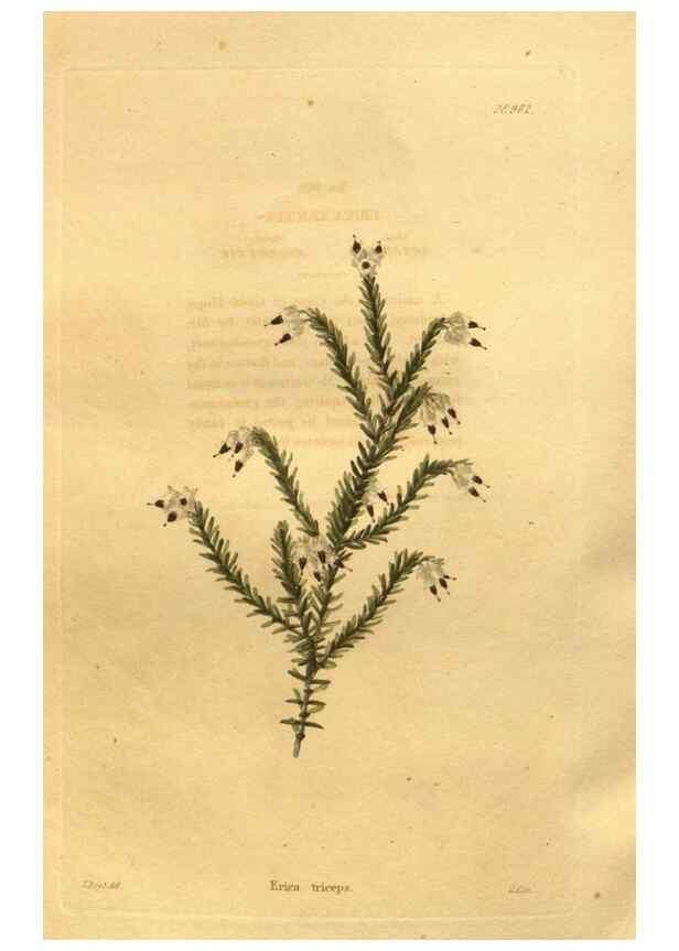 Reproducción/Reproduction 48755519656: The botanical cabinet. London :John & Arthur Arch ...,1817-1833.. 
