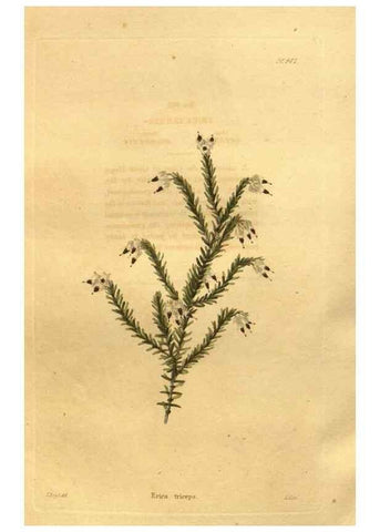 Reproducción/Reproduction 48755519656: The botanical cabinet. London :John & Arthur Arch ...,1817-1833.. 