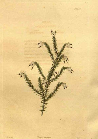Reproducción/Reproduction 48755519656: The botanical cabinet. London :John & Arthur Arch ...,1817-1833.. 