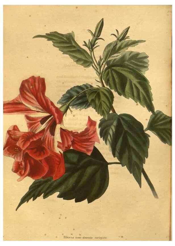 Reproducción/Reproduction 48755716032: The botanical cabinet. London :John & Arthur Arch ...,1817-1833.. 