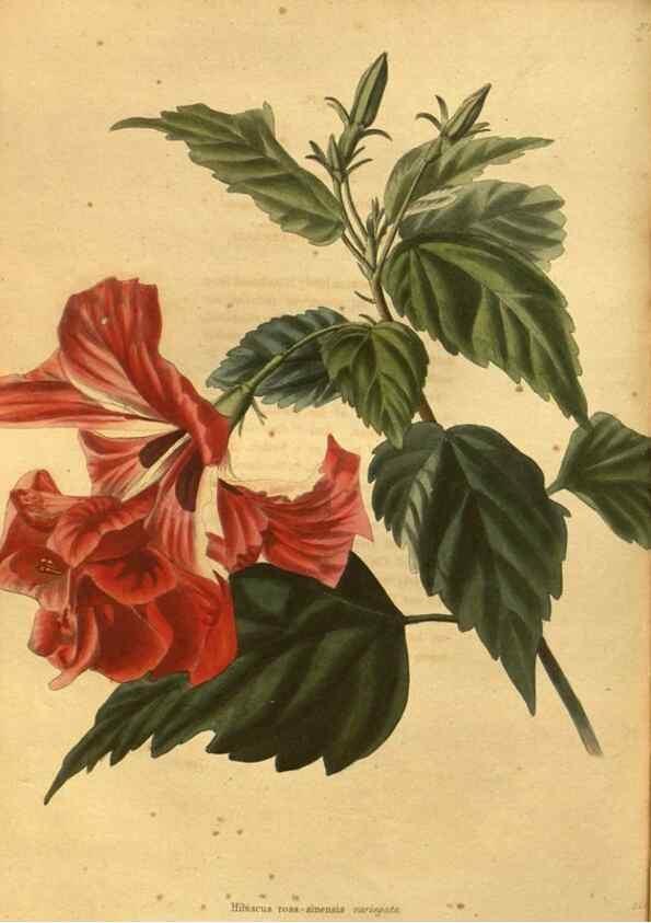 Reproducción/Reproduction 48755716032: The botanical cabinet. London :John & Arthur Arch ...,1817-1833.. 