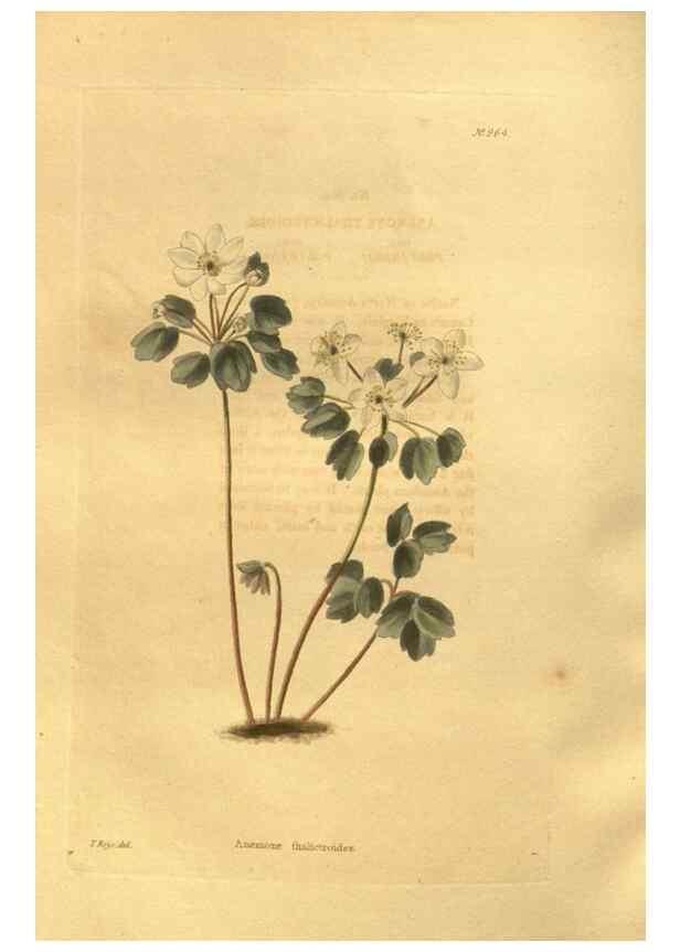 Reproducción/Reproduction 48755520806: The botanical cabinet. London :John & Arthur Arch ...,1817-1833.. 