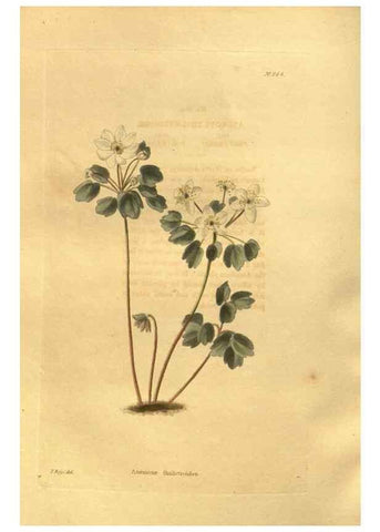 Reproducción/Reproduction 48755520806: The botanical cabinet. London :John & Arthur Arch ...,1817-1833.. 