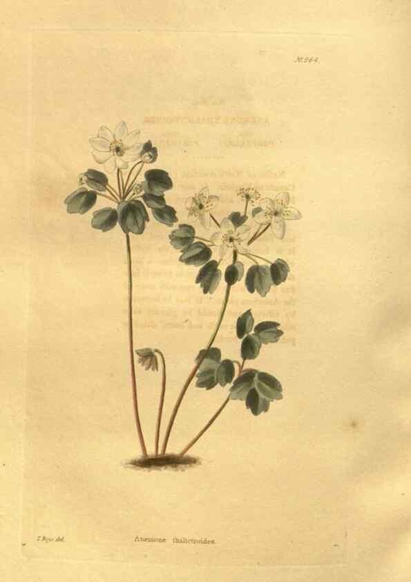 Reproducción/Reproduction 48755520806: The botanical cabinet. London :John & Arthur Arch ...,1817-1833.. 