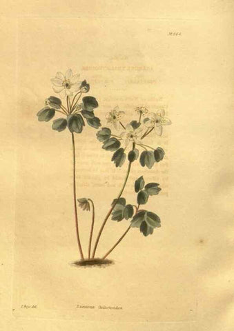 Reproducción/Reproduction 48755520806: The botanical cabinet. London :John & Arthur Arch ...,1817-1833.. 