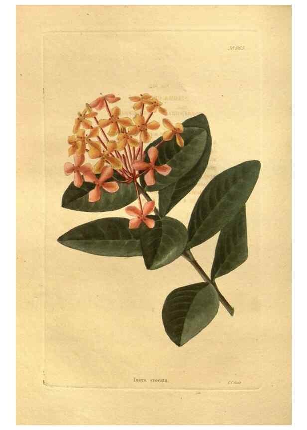 Reproducción/Reproduction 48755201388: The botanical cabinet. London :John & Arthur Arch ...,1817-1833.. 